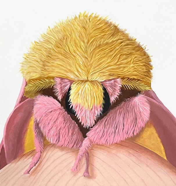 Deborah Davis (Richmond, VA b. 1951) Rosy Maple Moth (detail), Dryocampa rubicunda Acrylic on canvas, Image: 2024, Deborah Davis